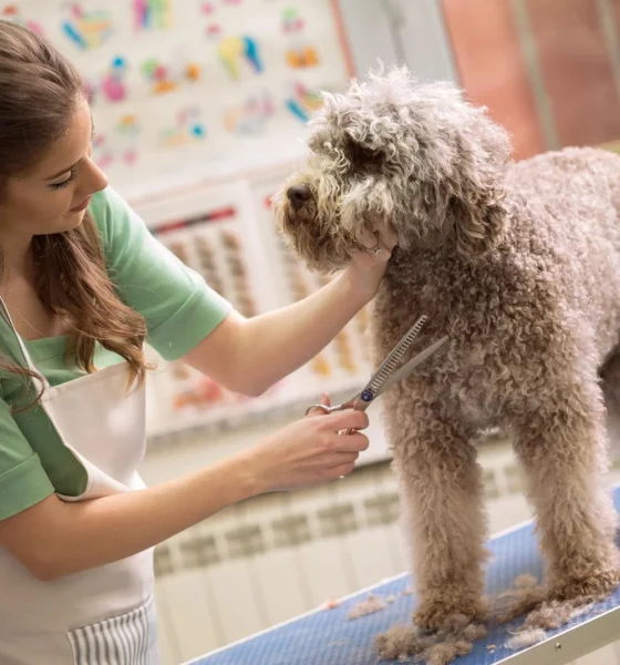 Dog Grooming