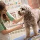 Dog Grooming