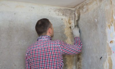 Mold Inspection